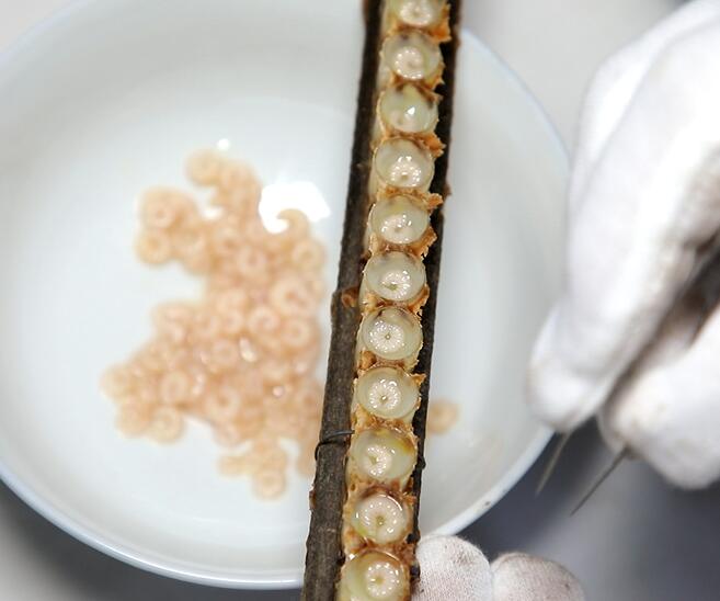 蜂王胎和蜂王浆哪个更适合女性吃,蜂王浆好还是蜂王胎冻干片好