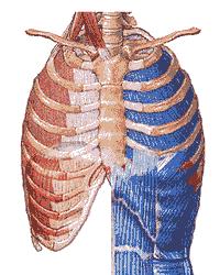 呼吸过度可以通过憋气缓解吗,气短每天做10分钟深呼吸有好处吗