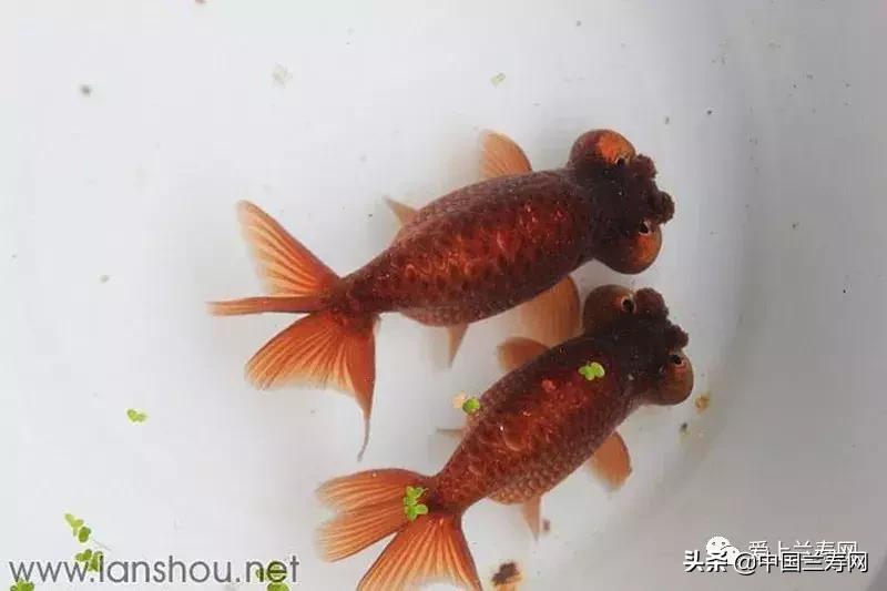 水泡金鱼和望天球金鱼,望天金鱼图片大全