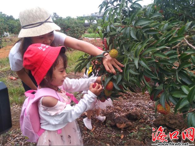 海南秀英火山荔枝节,海口市荔枝采摘园