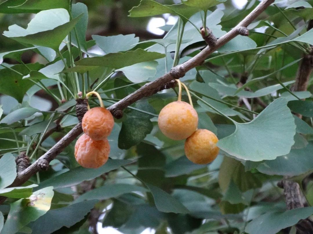 全国林草生物多样性保护成就展,林业生物多样性保护