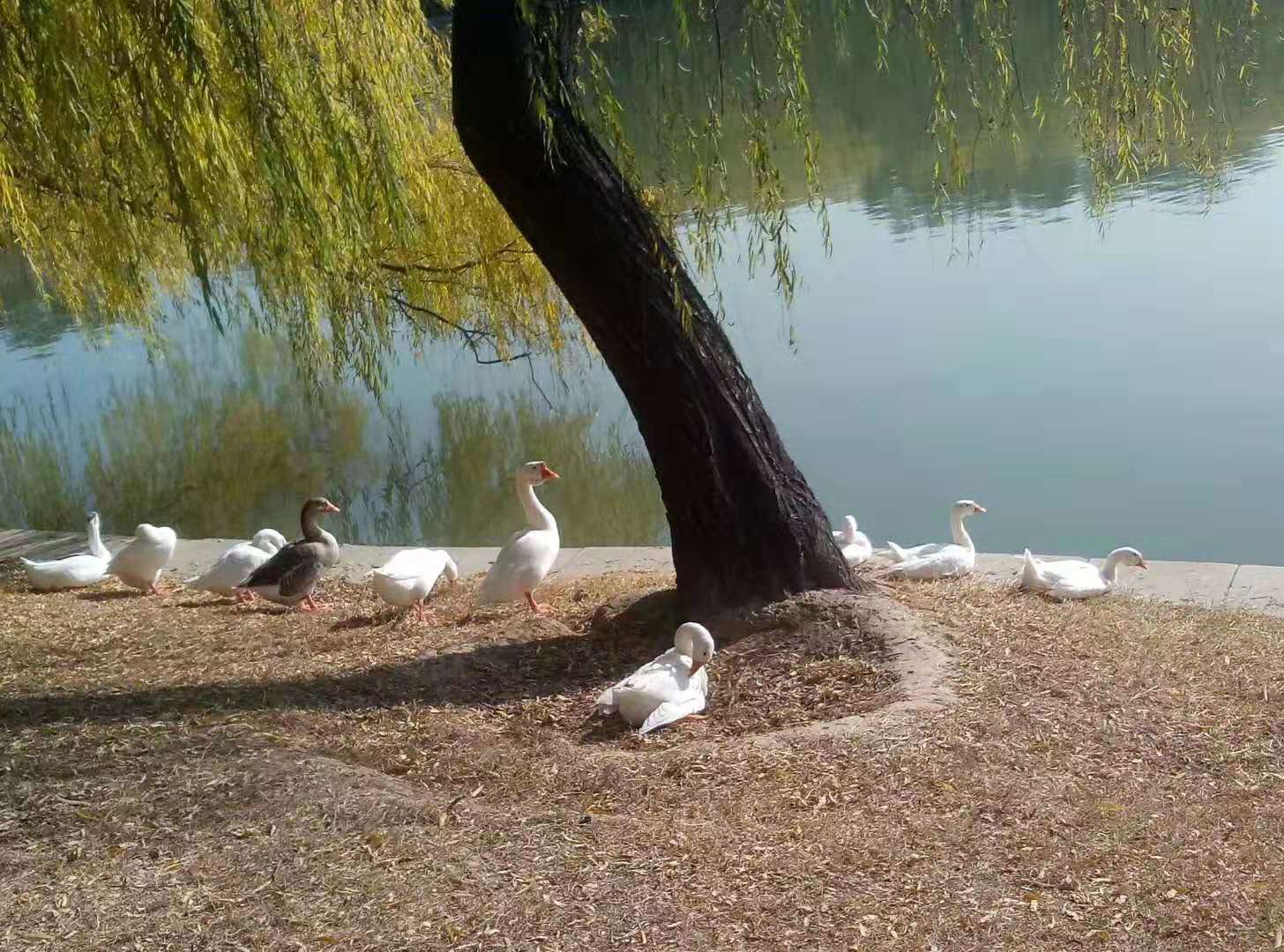 达活泉的春天图片,达活泉的秋景