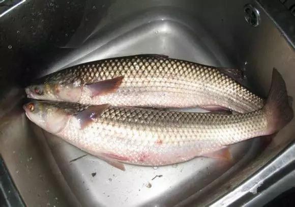 开海什么海鲜最好,开海季肥美海鲜