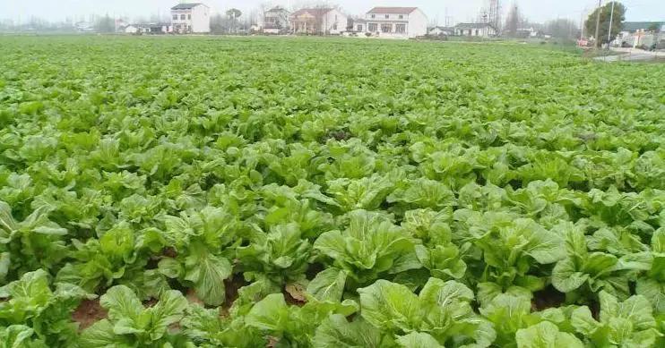 黄建芳湖南嘉禾人,黄建芳小号