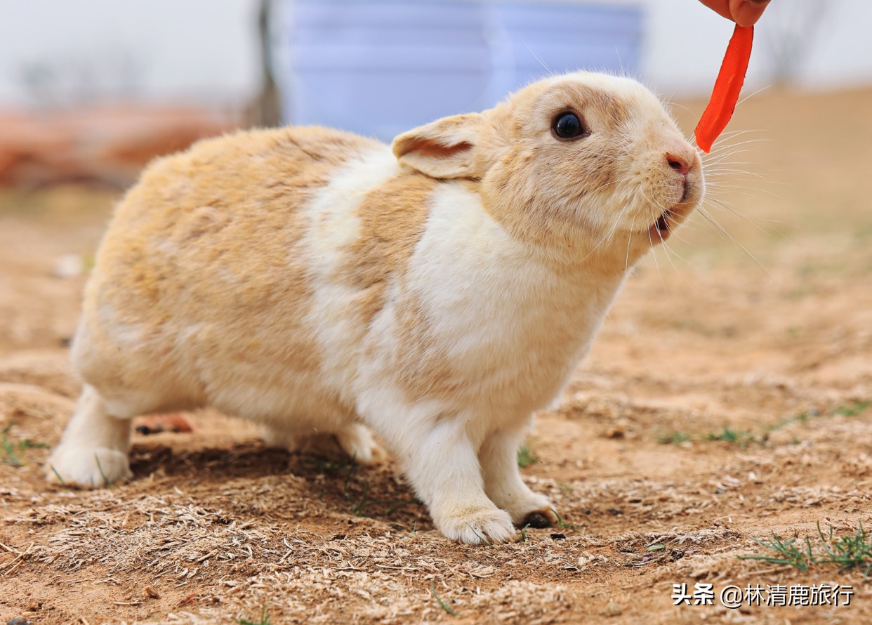 郑州登山景区,郑州看小鹿的景区有哪些