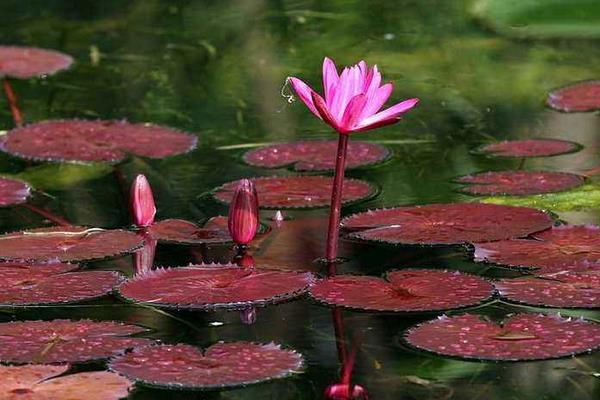 睡莲为啥叫睡莲,睡莲为什么叫睡莲是很爱睡觉吗