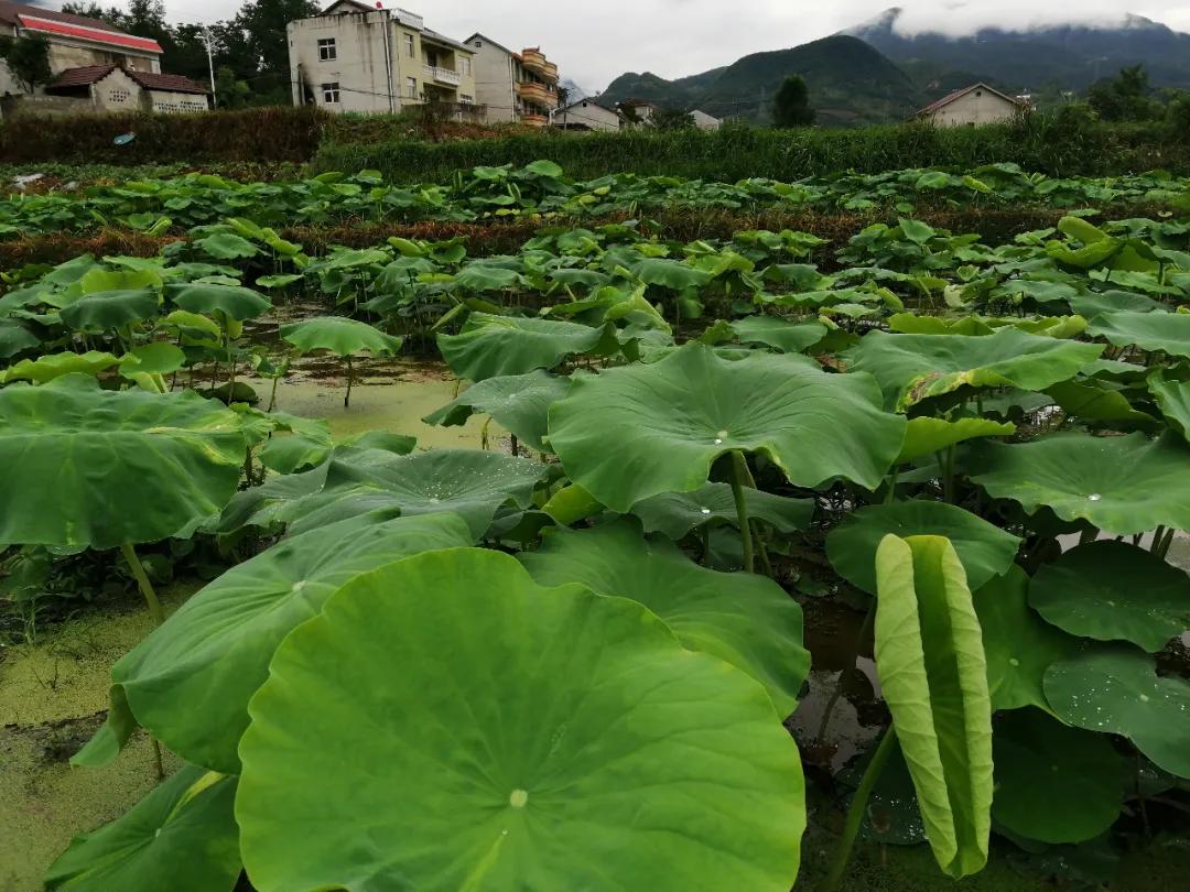 保康:大柳树下的“扶贫故事”