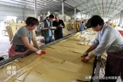 许昌哪个村？95%以上的村民都在跟“树”打交道