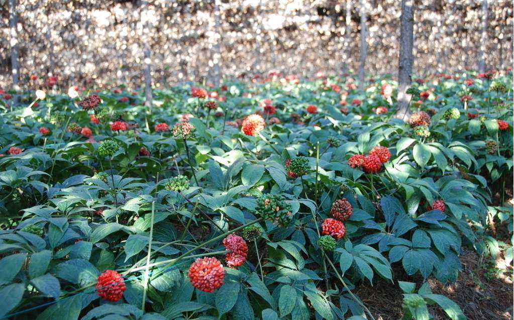 三七植物病虫害图谱,文山三七病虫害防治课件