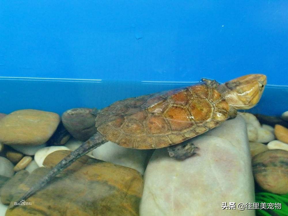 涓嶄細缂╁ご涔岄緹鏄粈涔堥緹,涓轰粈涔堝疇鐗╅緹濂藉儚缂╁ご涔岄緹