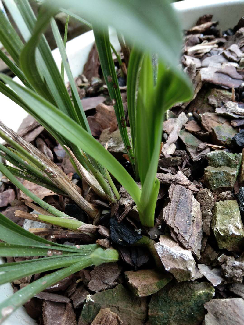 春兰素种,春兰素心哪个最值得养