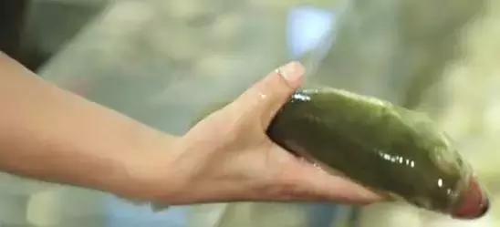 长途运输的鱼怎么入缸,短距离活鱼运输的技巧有哪些