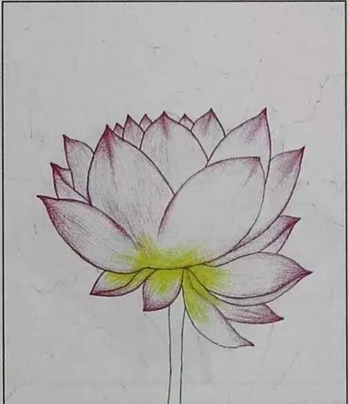 画荷塘与荷花,画一张美丽的荷塘画