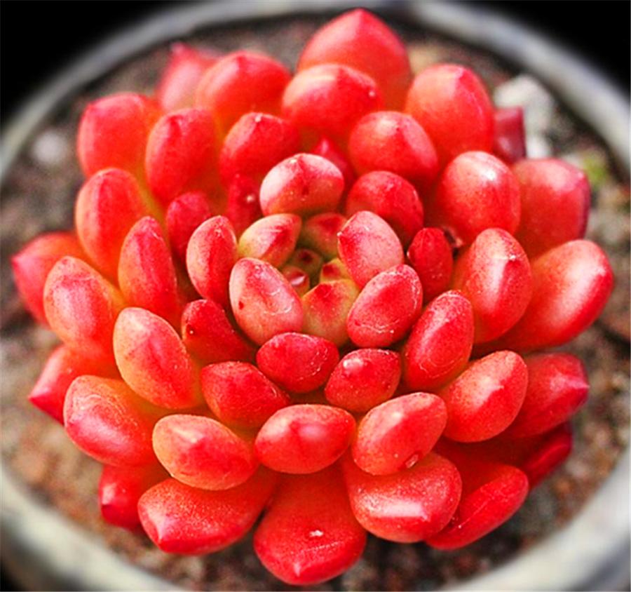 多肉红宝石叶子干瘪还能活吗,多肉红宝石叶片发黑怎么办