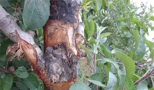 树死了有什么征兆,树死了有补救办法吗