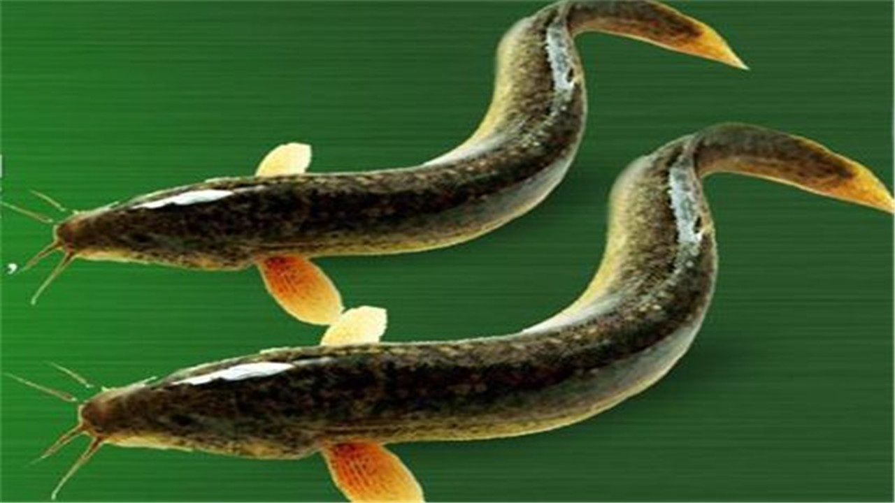 泥鳅养殖技术与养殖方法视频教程,泥鳅养殖方法及饲料配方大全