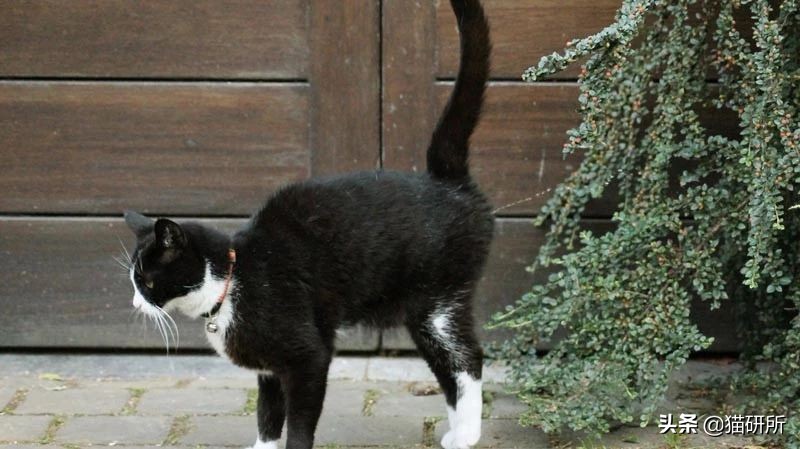 猫咪乱尿科学解释,猫咪乱尿是泌尿系统出问题了吗