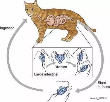 腹泻十几次最快的治疗方法,腹泻有五年应该怎样治疗