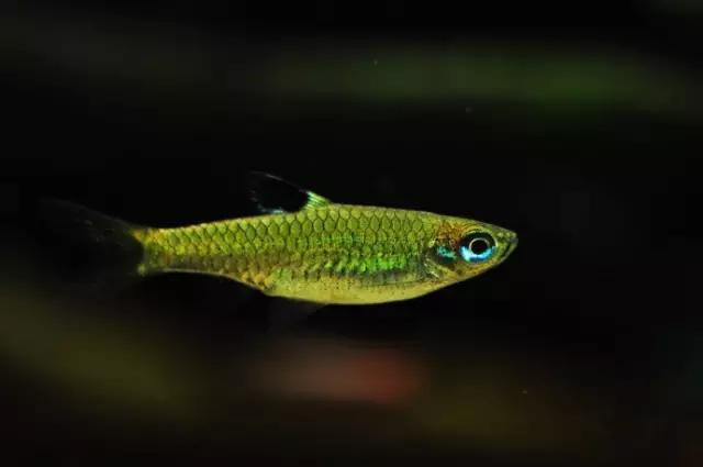 灯鱼草缸造景教程,草缸造景养什么鱼