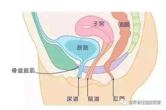 “啪啪啪”的玄机，原来在这块肌肉上