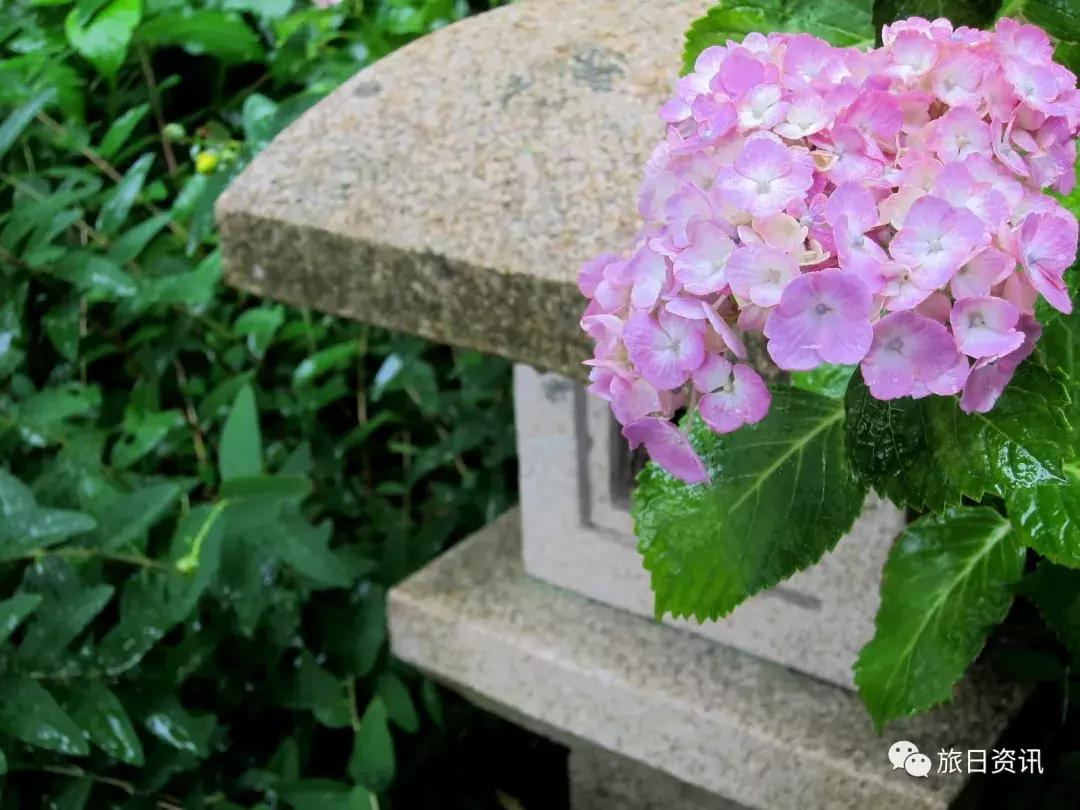 镰仓冬天旅游攻略,镰仓游玩攻略美食