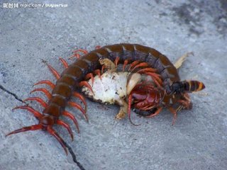 民间传说有一种蛊毒是真的吗,蛊到底是什么东西为什么到处害人