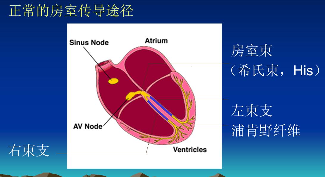 怀孕了心脏发慌是怎么回事,怀孕了心脏经常突然抖一下