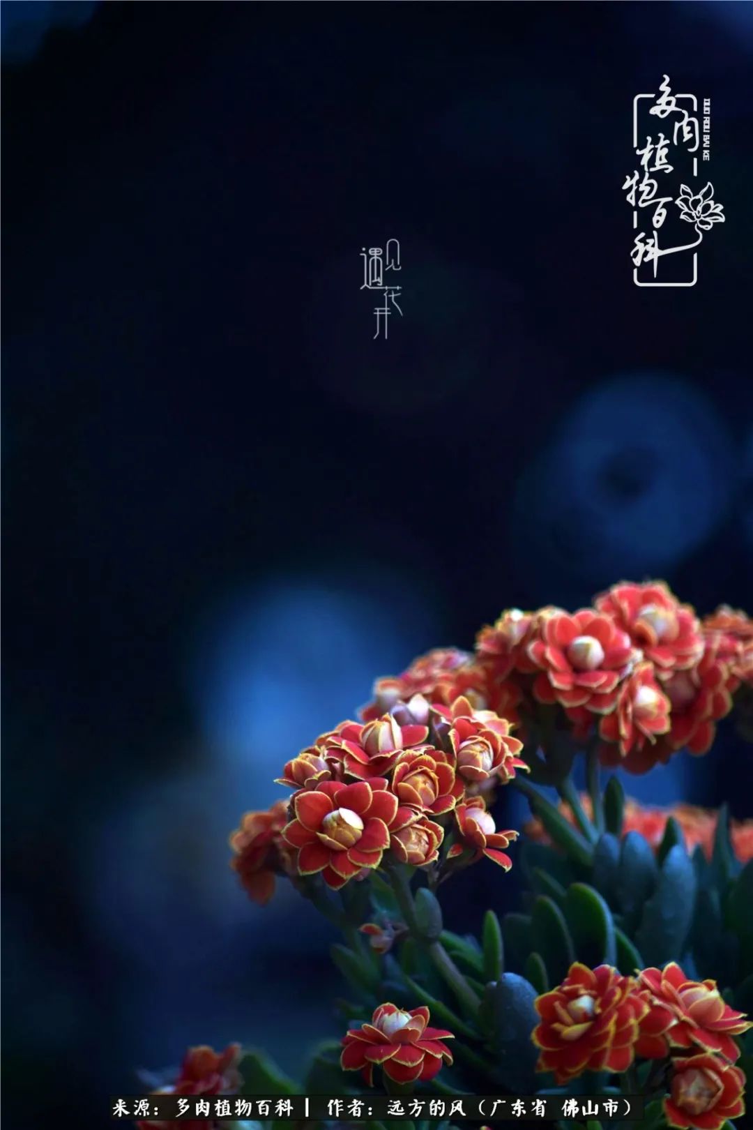 那些花儿在每个角落静静为你开着,那些花儿在每个角落静静地绽放