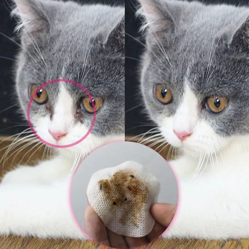 爱宠泪痕怎么解决,爱宠泪痕重是怎么回事