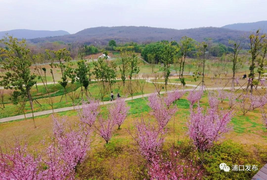 浦口花,南京看花的地方浦口