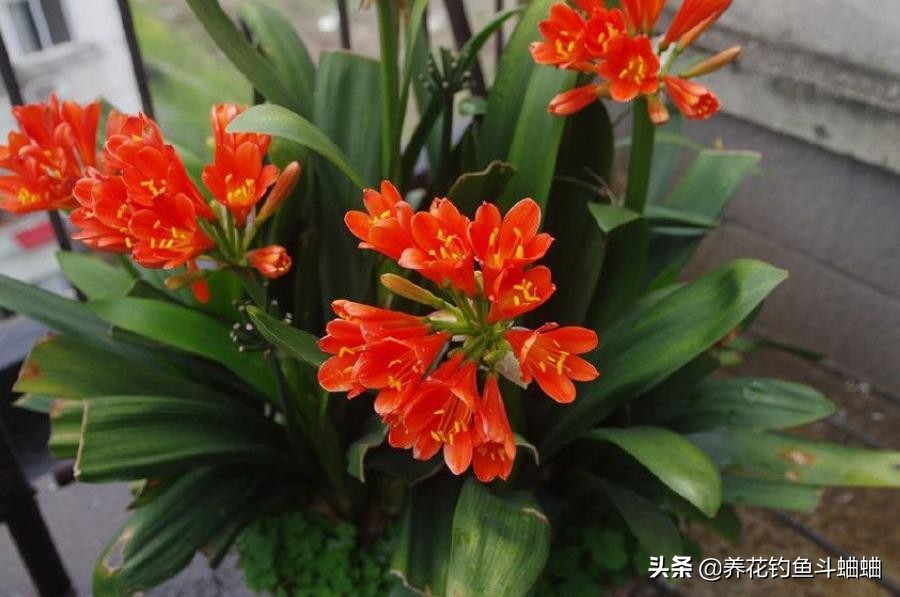 给君子兰倒骨粉,给君子兰用的氮肥