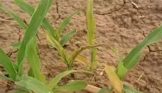 玉米发黄死苗用什么农药好,玉米苗死苗怎样防治