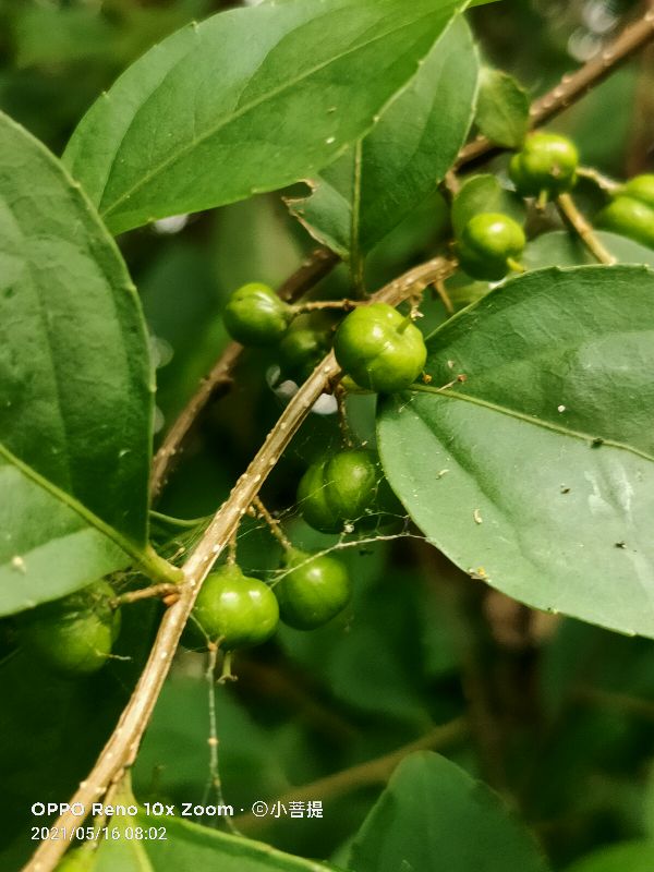 像蟒蛇一样的树,在丛林里看到了一条大蟒蛇