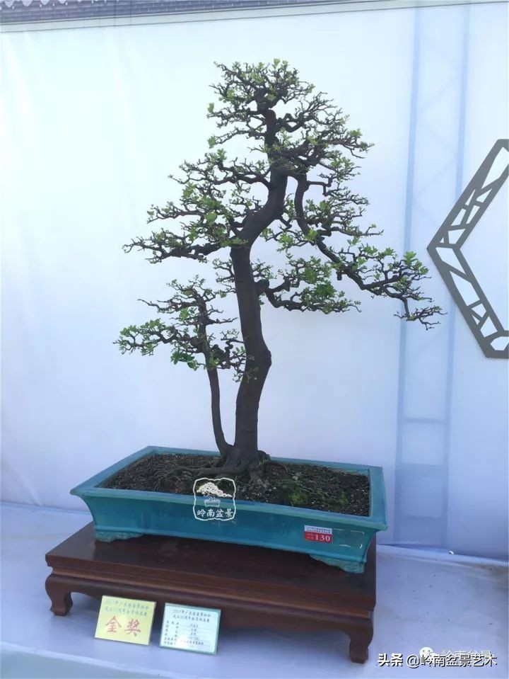 双干树,双干型果树