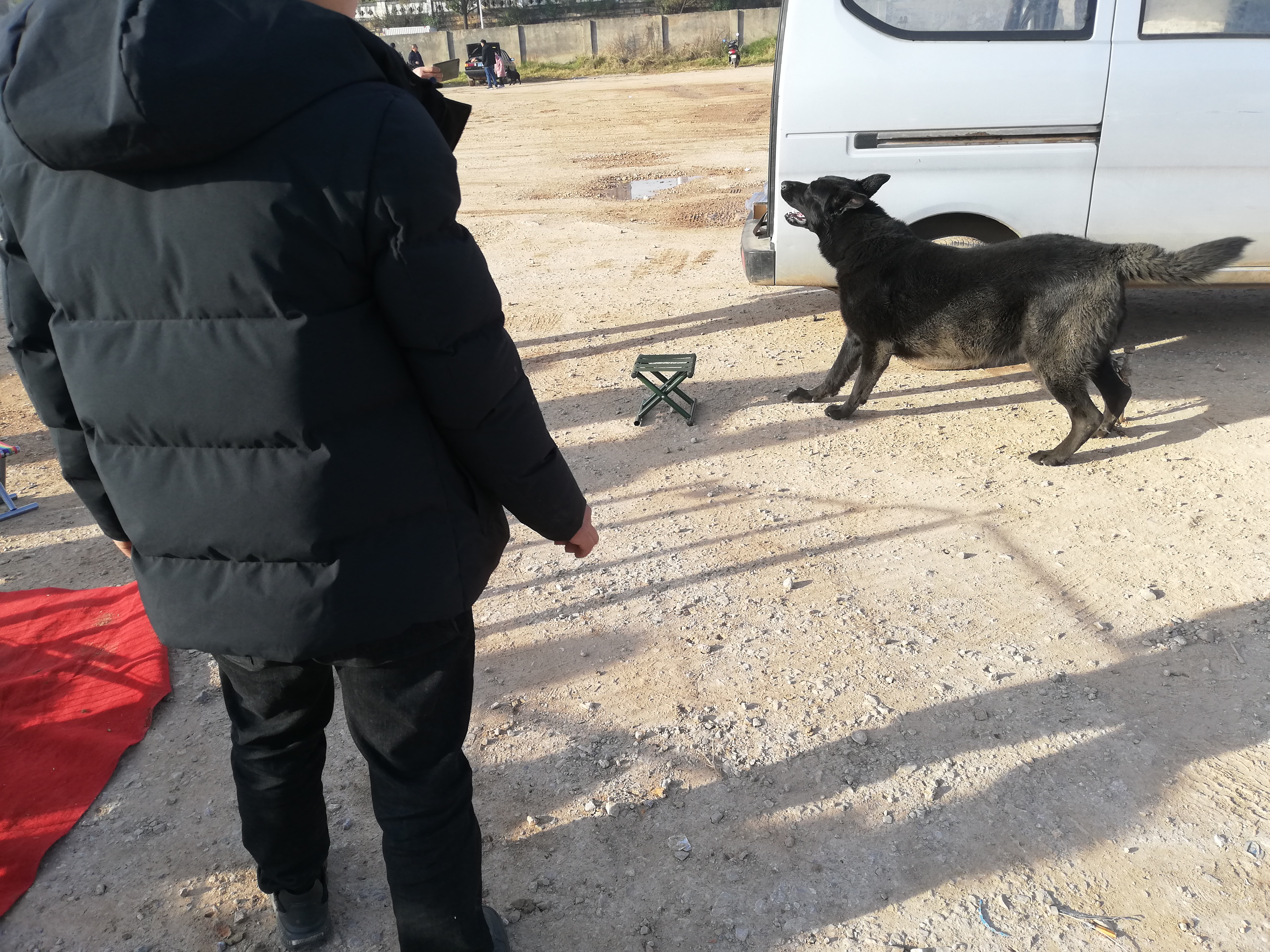 自家的黑狼犬出售,最便宜黑狼犬幼犬出售最新