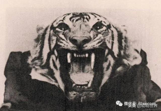 出游在外小心不要被动物吃掉哦