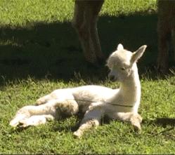 神兽羊驼吐口水,网络神兽羊驼一言不合吐口水