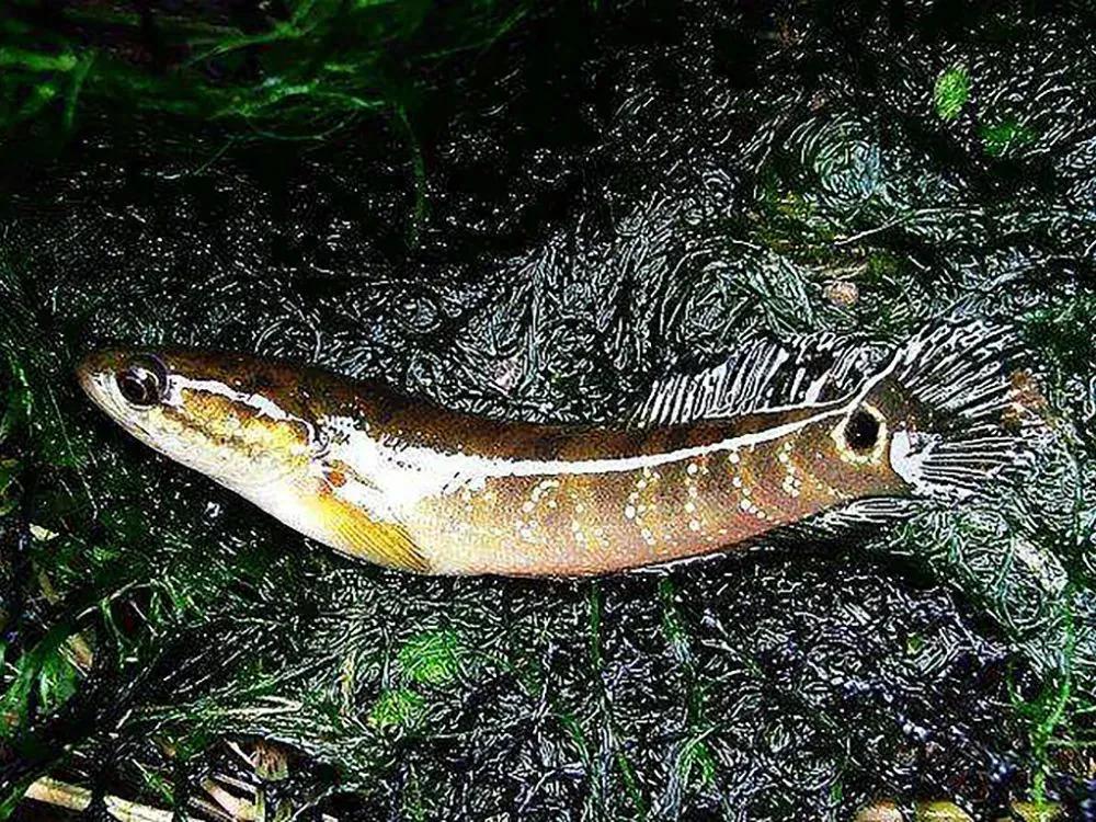 酷似泥鳅，也叫“七星鱼”，如今野生一斤100元，极其珍稀