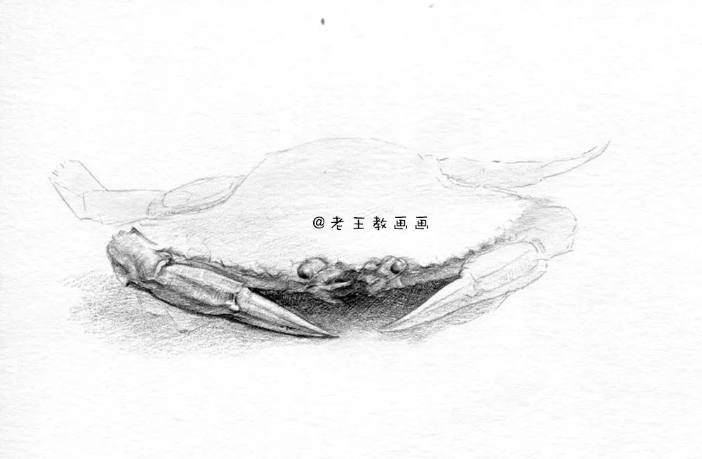 素描螃蟹做法,螃蟹结构素描