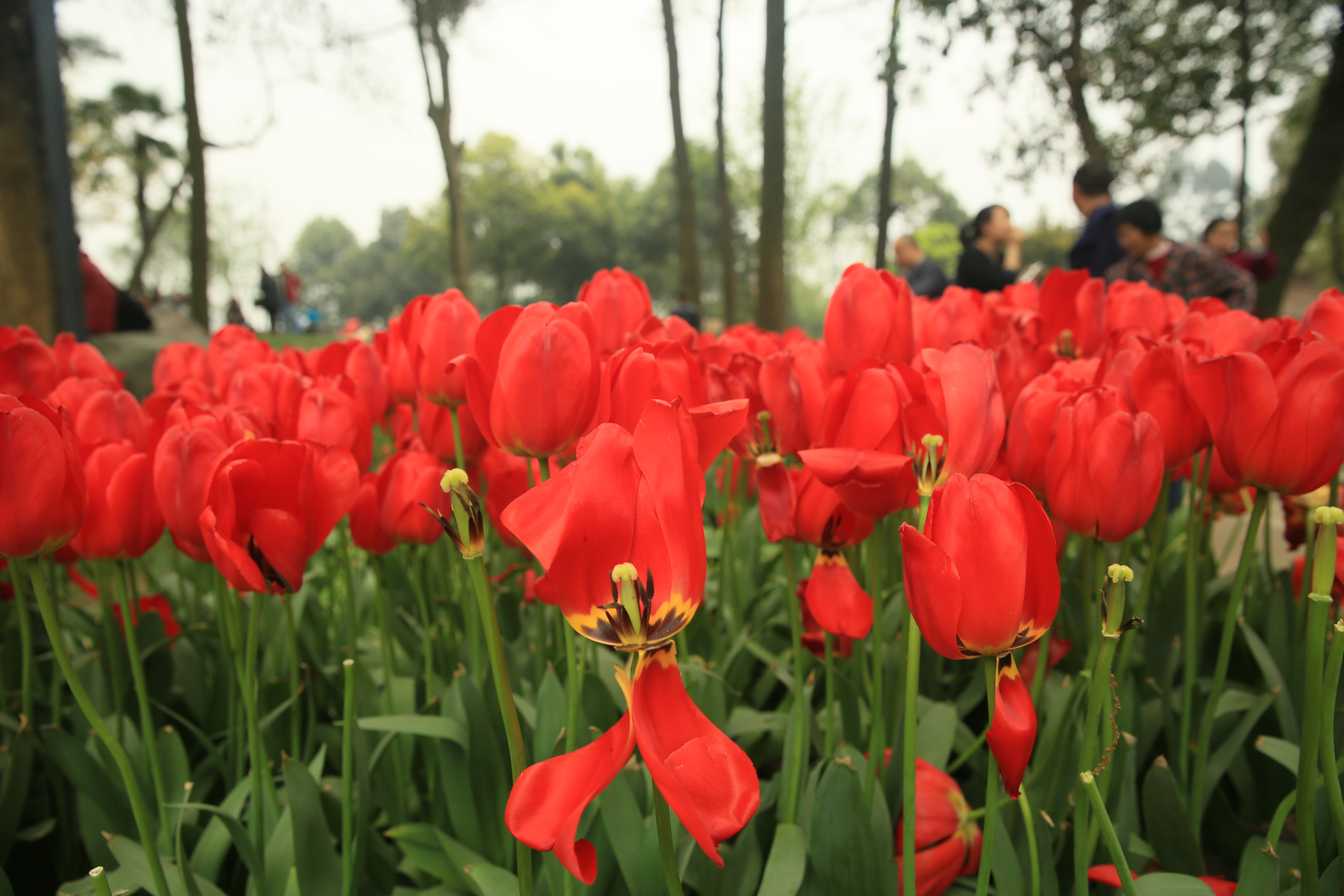 钂叉睙鐭宠薄婀栧ソ鐜╀笉,钂叉睙鐭宠薄婀栧ソ鑰嶅悧