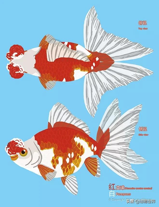 金鱼白盆品种大全,金鱼大图鉴草金