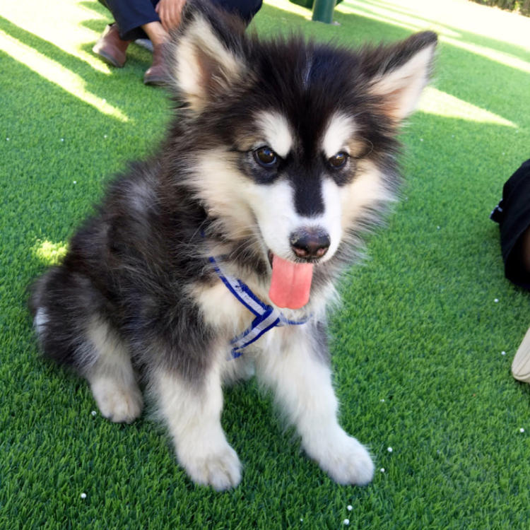 狗狗买什么品种最合适,怎么给狗狗选择宠物狗品种