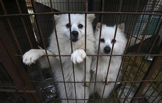 领养狗狗新西兰,新西兰如何养宠物狗狗呢