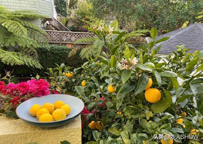 网红陈冲,陈冲为何在爆红后退居美国