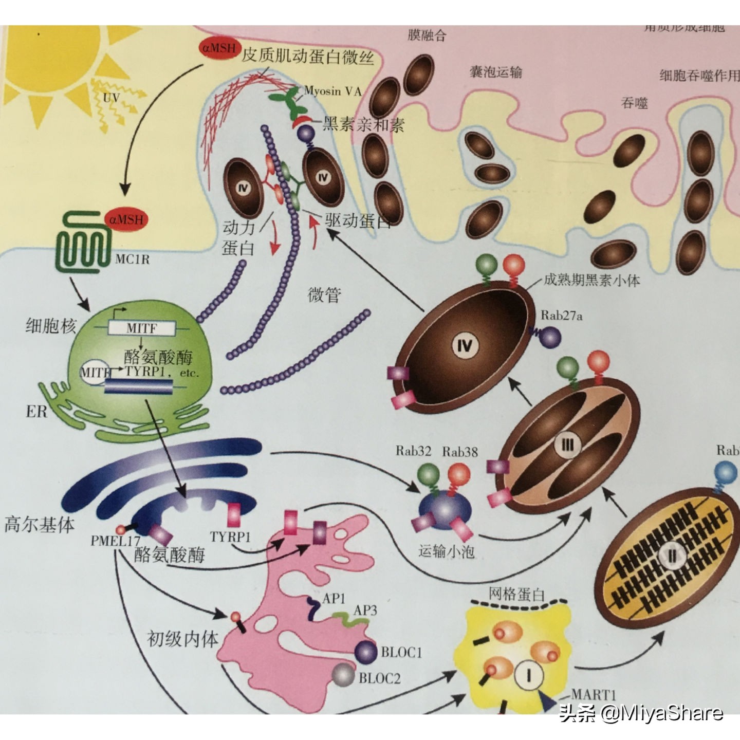 2023美白精华哪款效果最好,最新美白精华排行榜