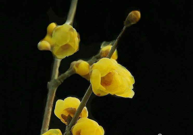 傲雪凌霜的腊梅正在绽放,傲立寒冬的腊梅