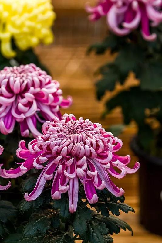 花中四君子为何是梅兰竹菊,花中四君子梅兰竹菊的顺序