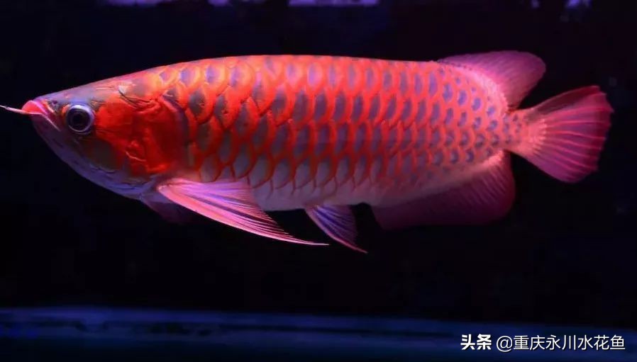 十种最漂亮的观赏鱼视频播放,观赏鱼60条