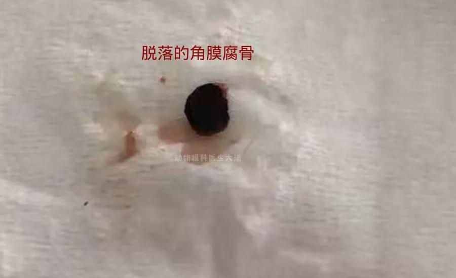 猫咪眼睛腐骨怎么治疗,猫咪角膜腐骨滴眼药水能好吗