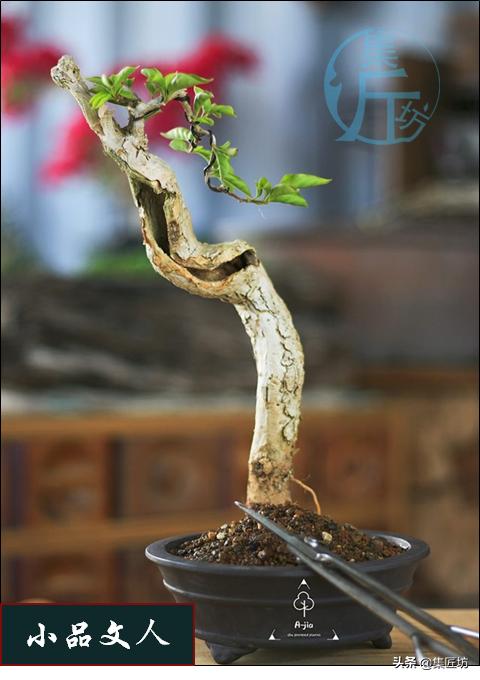 盆景初学入门技巧教程,初学盆景入门基础图解